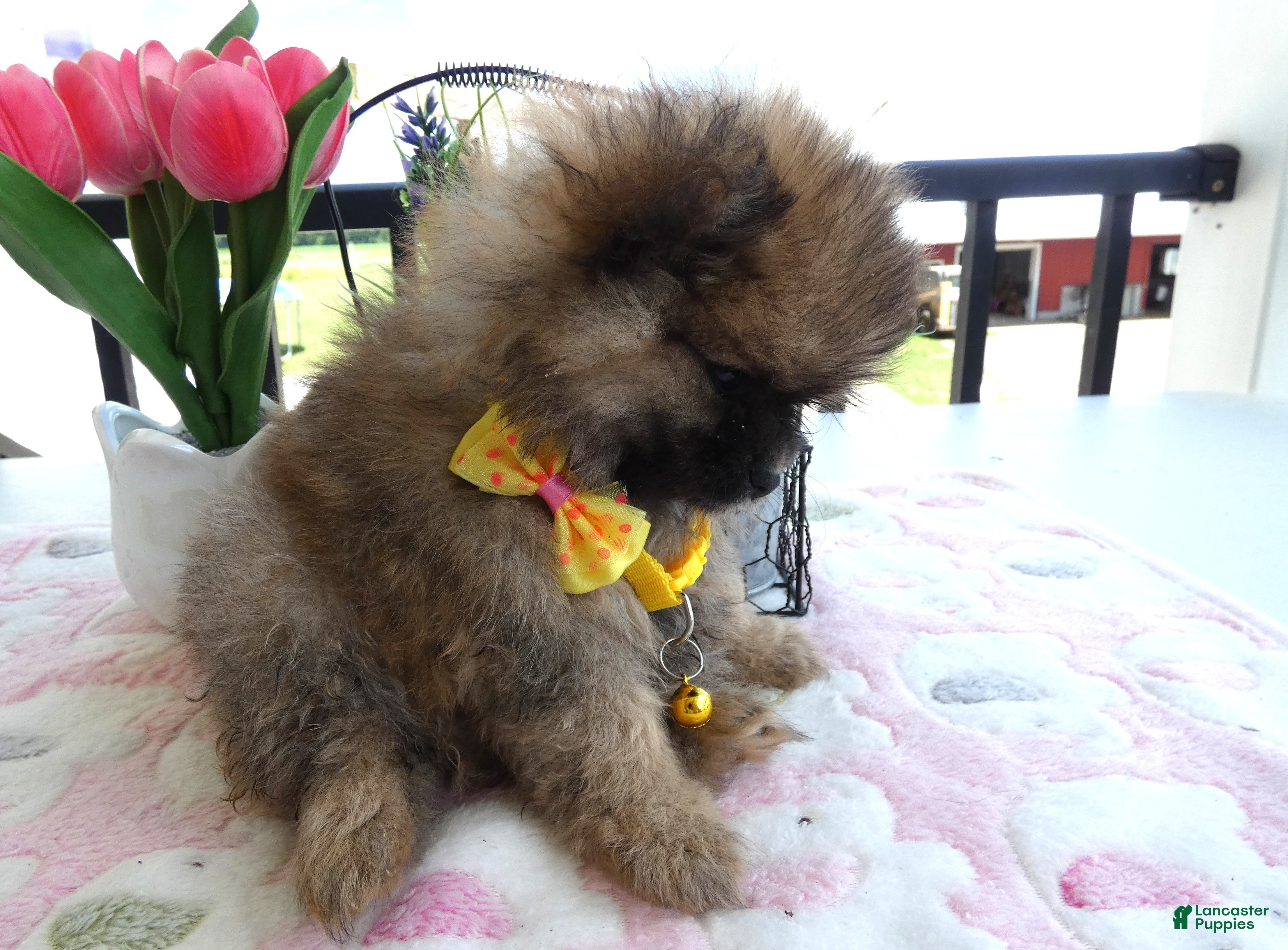 Pomeranian dogs Pomeranian 3 Veronica - Ad 41