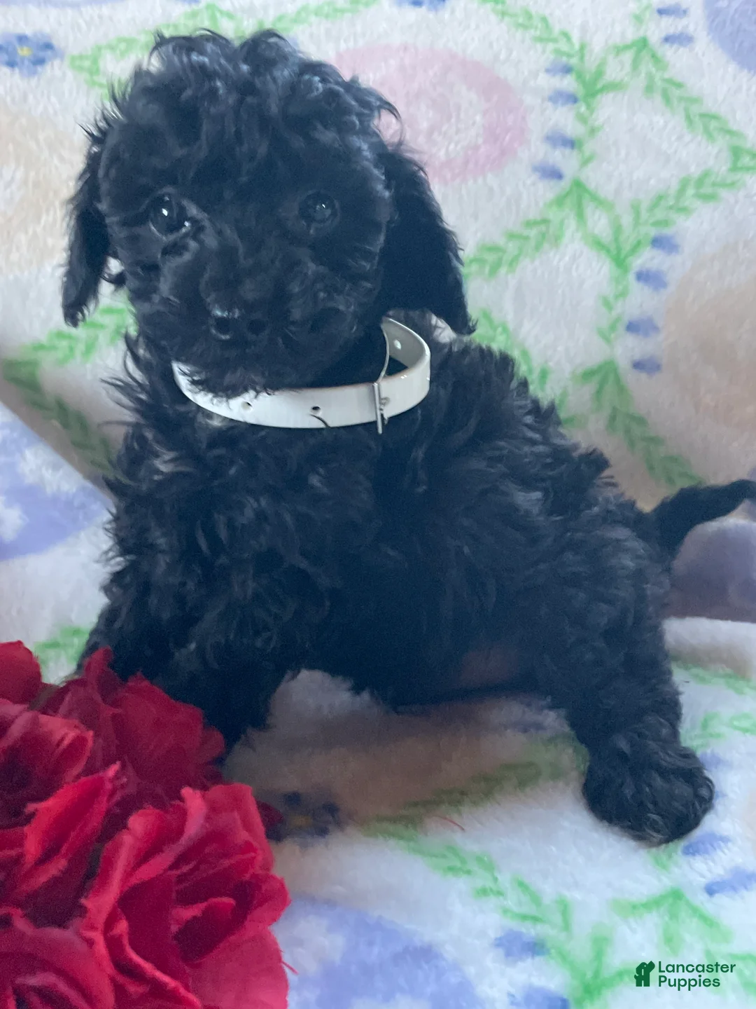 Toy Poodle dogs for sale: Astro - Ad 4