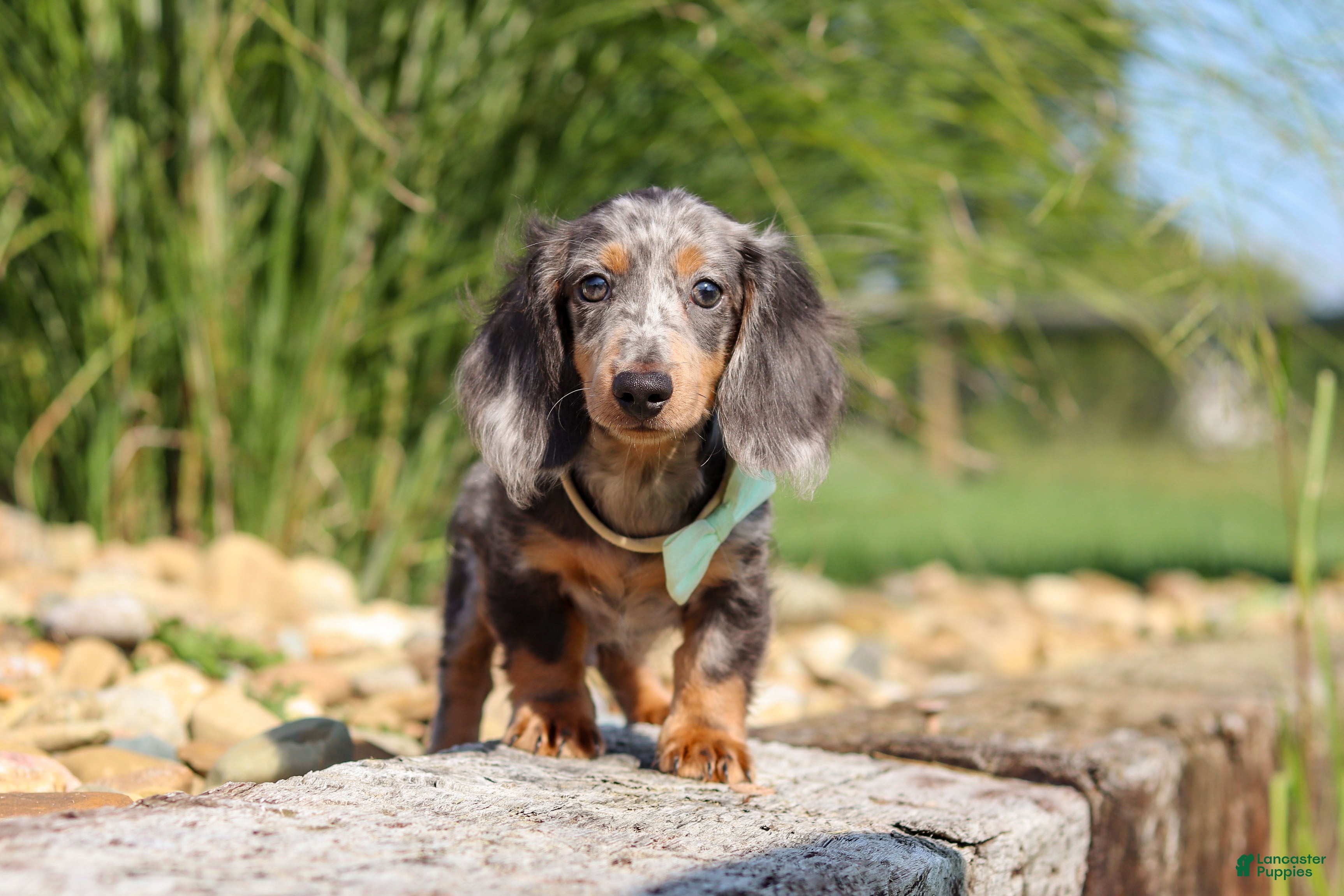 Dachshund dogs for sale: Bryce - Ad 2