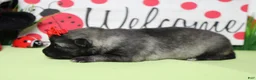 Keeshond dogs for sale: Louise  - Ad 5