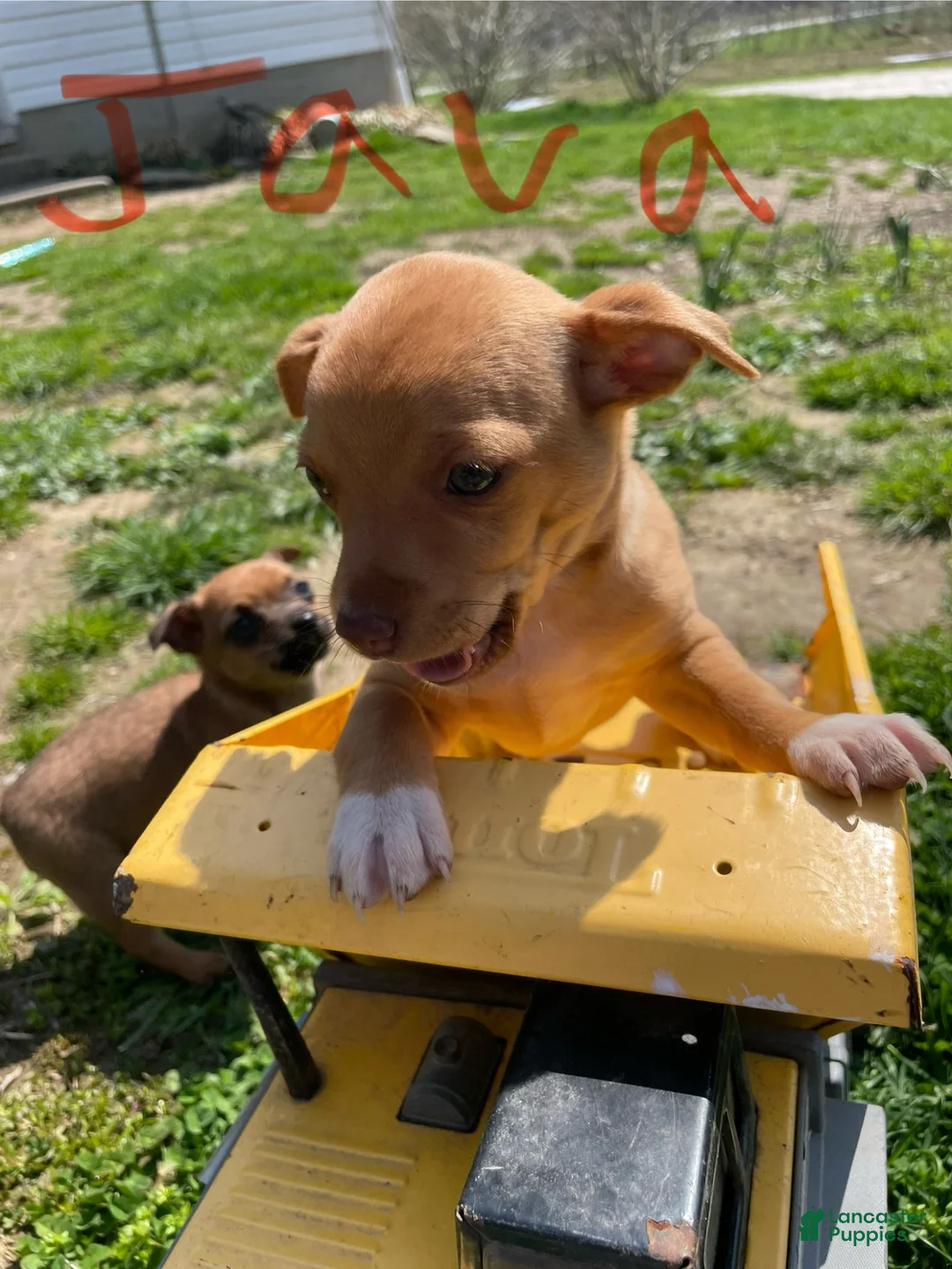 Mixed Breed dogs for sale: Mixed Breed Puppy 1 - Ad 1