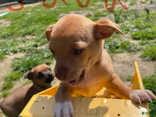 Mixed Breed dogs Mixed Breed Puppy 1 - Ad 28