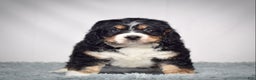 Bernedoodle dogs for sale: Mr. Shane - Ad 3