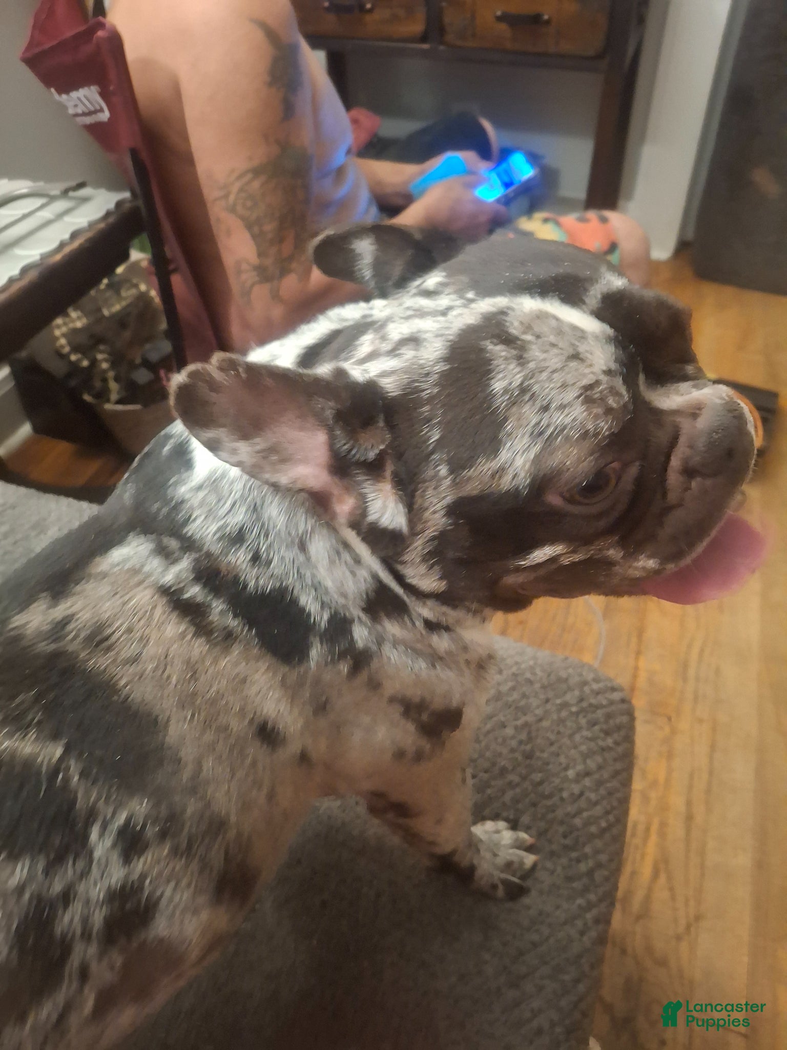French Bulldog dogs for sale: French Bulldog Puppy 1 - Ad 2