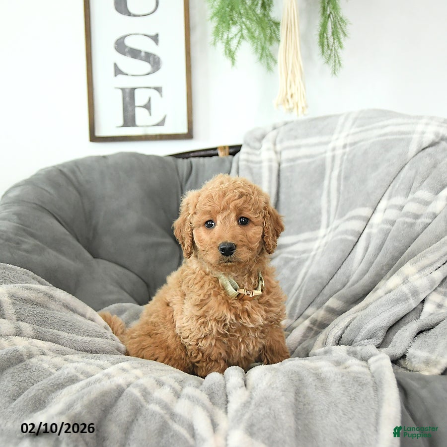 Mini Goldendoodle dogs Beau - Ad 27