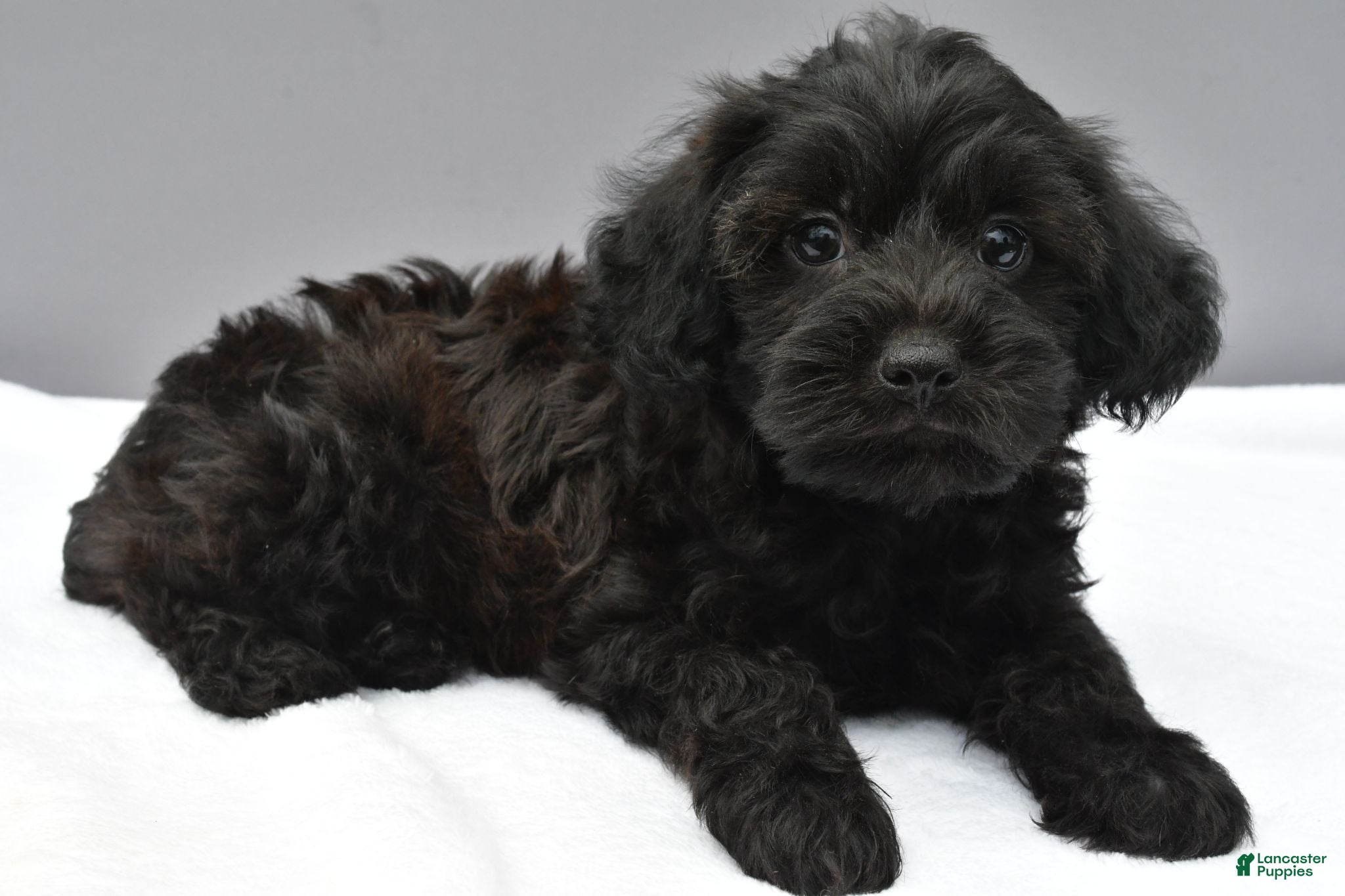 Yorkiepoo dogs Stormy - Ad 2