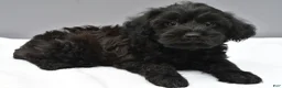 Yorkiepoo dogs for sale: Stormy - Ad 2