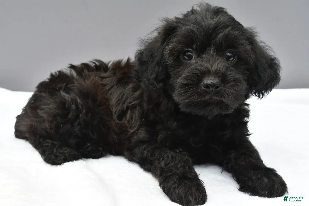 Yorkiepoo dogs for sale: Stormy - Ad 2