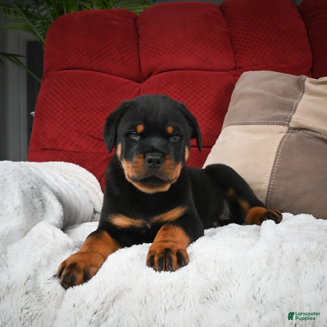 Rottweiler dogs for sale: Griffin / Mocha – Santos Ad-Dirah - Ad 10