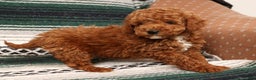 Mini Goldendoodle dogs for sale: Jay - Ad 7