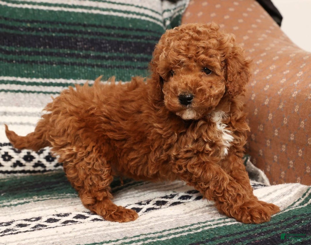 Mini Goldendoodle dogs for sale: Jay - Ad 7