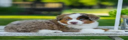 Miniature Australian Shepherd dogs for sale: Bingo - Ad 3