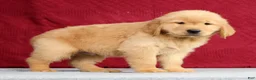Golden Retriever dogs for sale: Theo - Ad 4