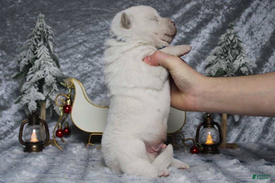 Akita dogs for sale: Jack  - Ad 9