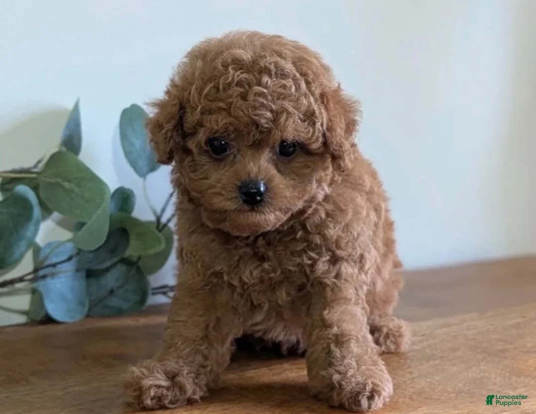 Cavapoo dogs for sale: Darwen  - Ad 1