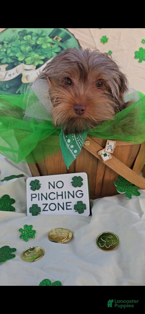 Yorkshire Terrier dogs Bigger Male Puppy - Ad 5