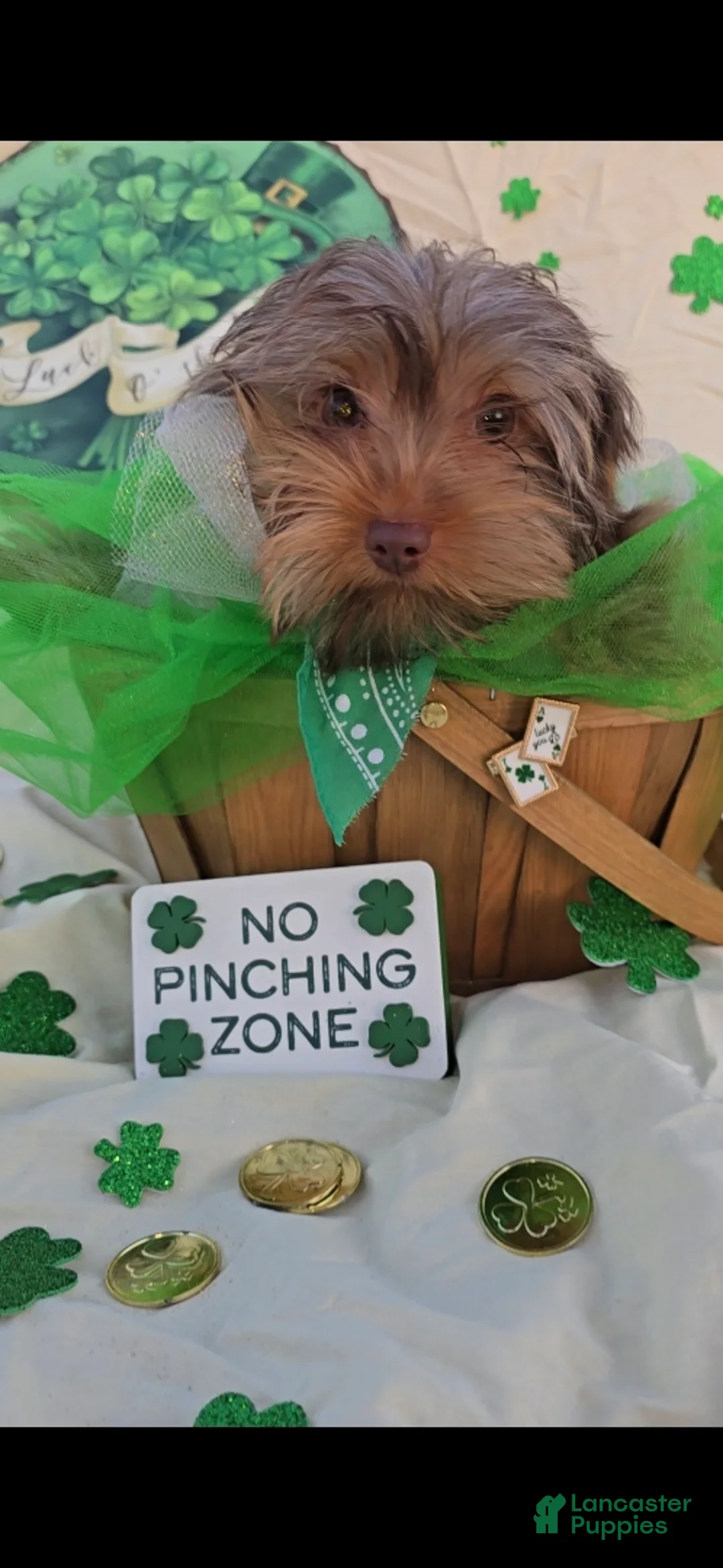 Yorkshire Terrier dogs for sale: Bigger Male Puppy - Ad 1