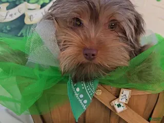 Yorkshire Terrier dogs Bigger Male Puppy - Ad 5