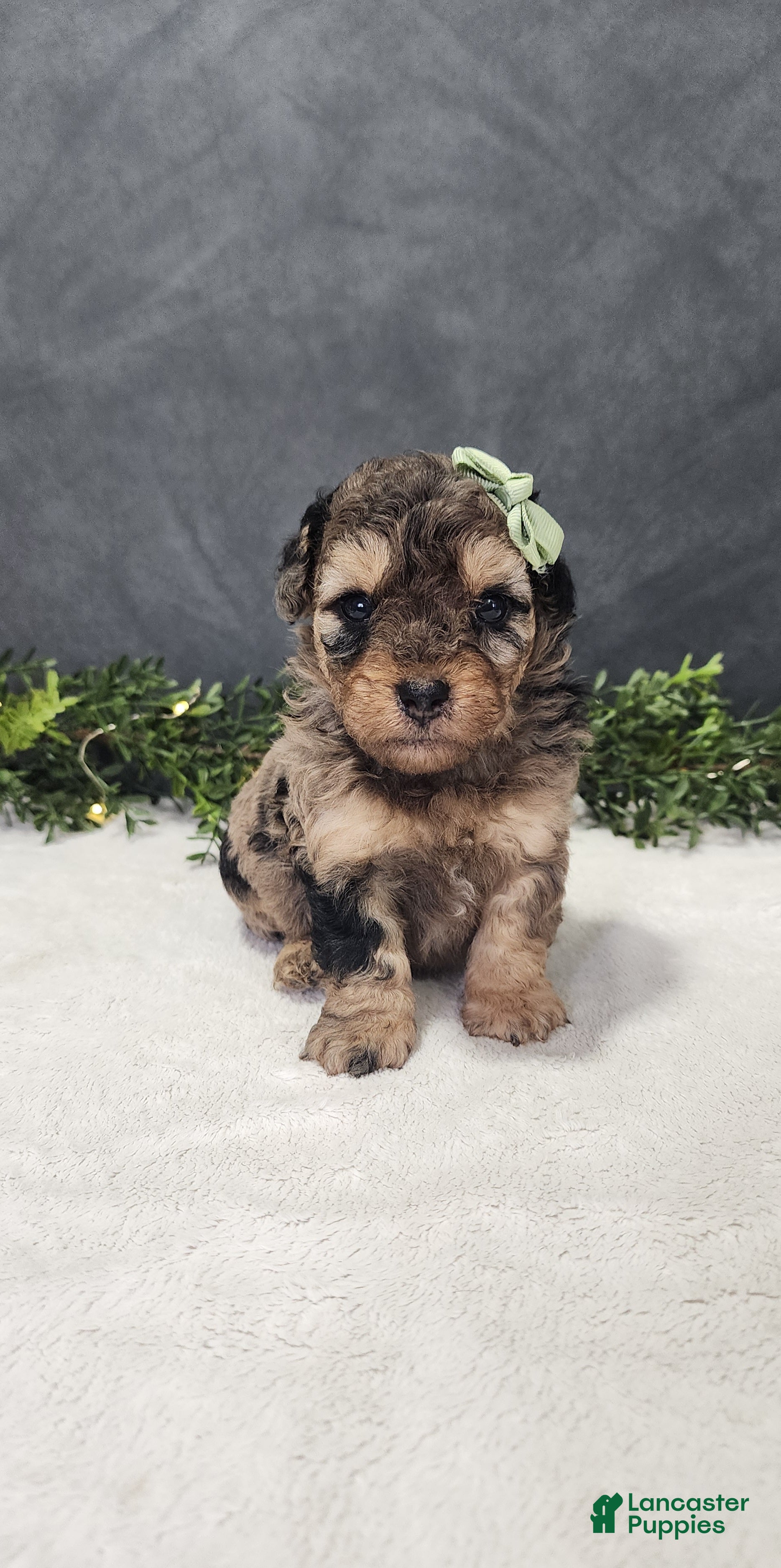 Miniature Poodle dogs Oliver - Ad 1