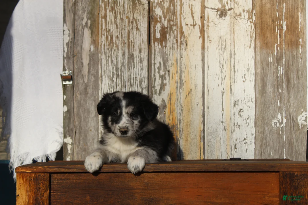 Australian Cattle Dog dogs for sale: Sam - Ad 1