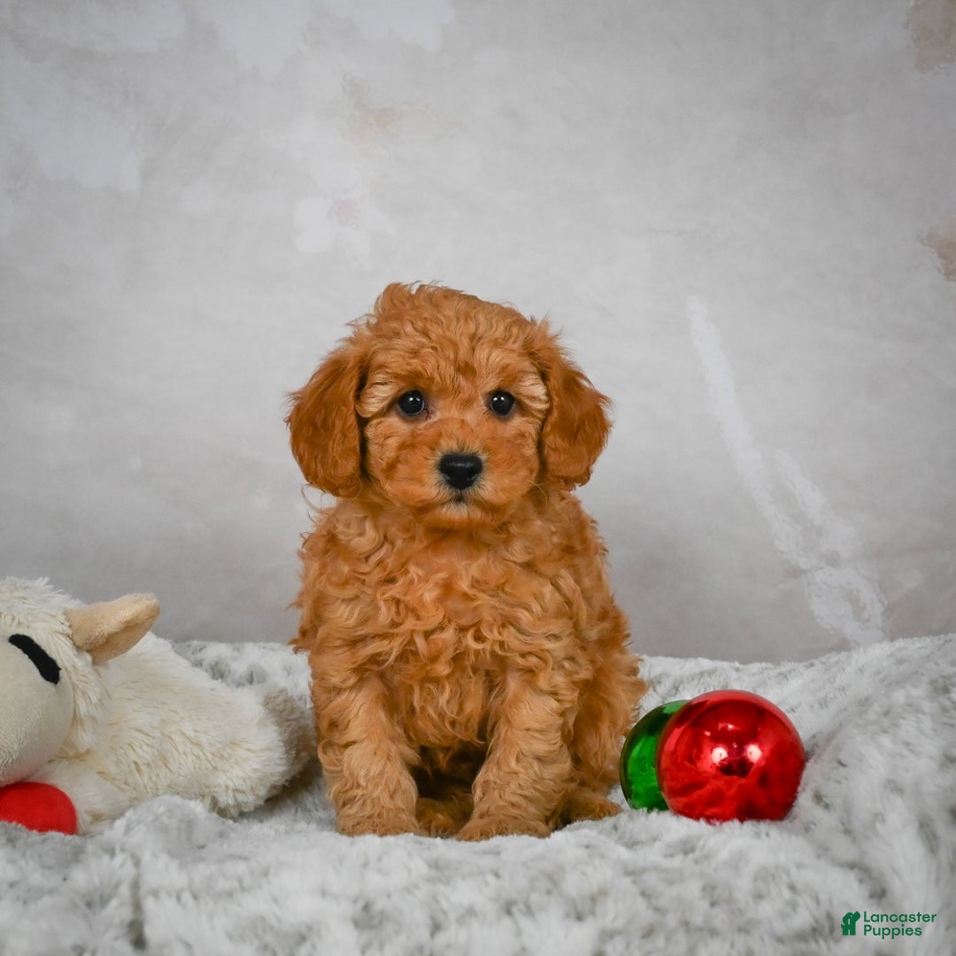 Miniature Poodle dogs for sale: Charles - Ad 2
