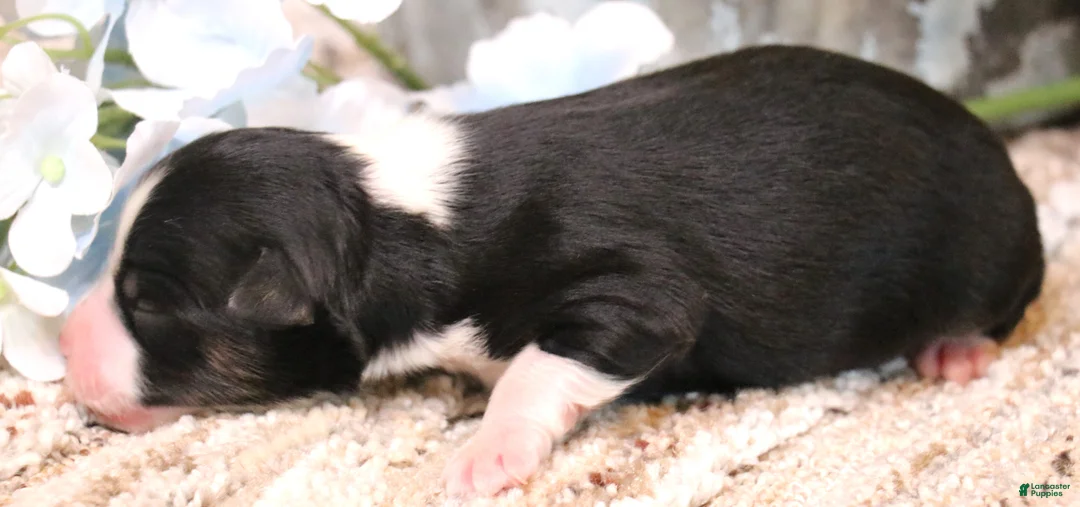 Toy Australian Shepherd dogs for sale: Cookie black-tri - Ad 2