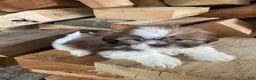 Shih Tzu dogs for sale: Emma - Ad 9