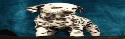 Dalmatian dogs for sale: Rambo - Ad 8