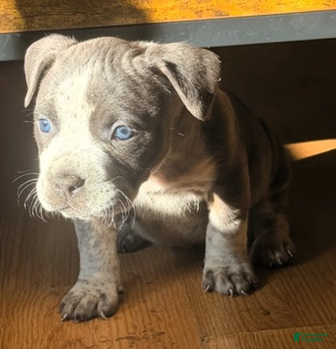 American Bully dogs for sale: "AALIYAH" - Ad 6