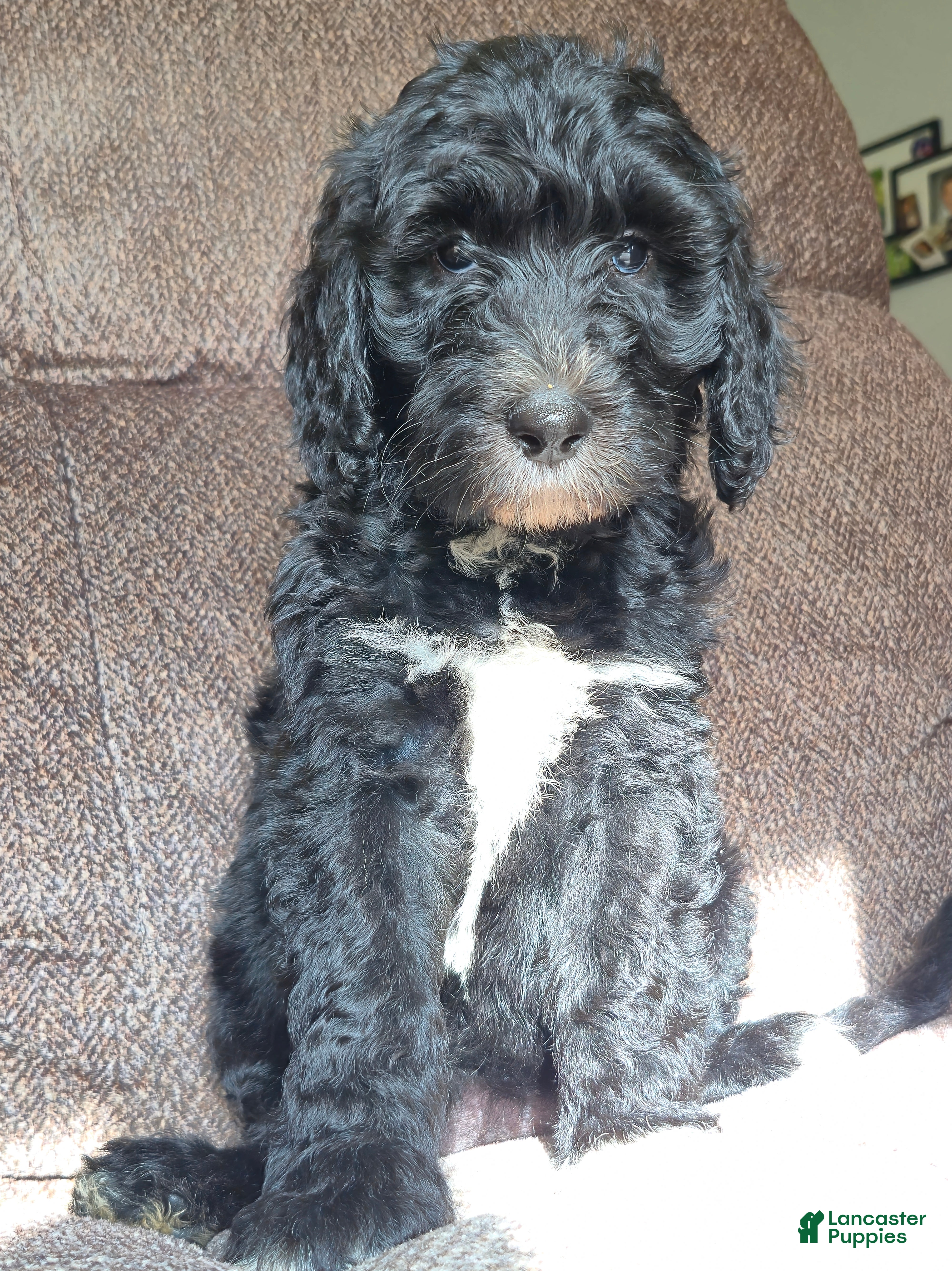 Mini Sheepadoodle dogs Ripley  - Ad 2