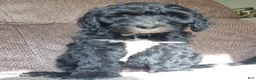 Mini Sheepadoodle dogs for sale: Ripley  - Ad 2