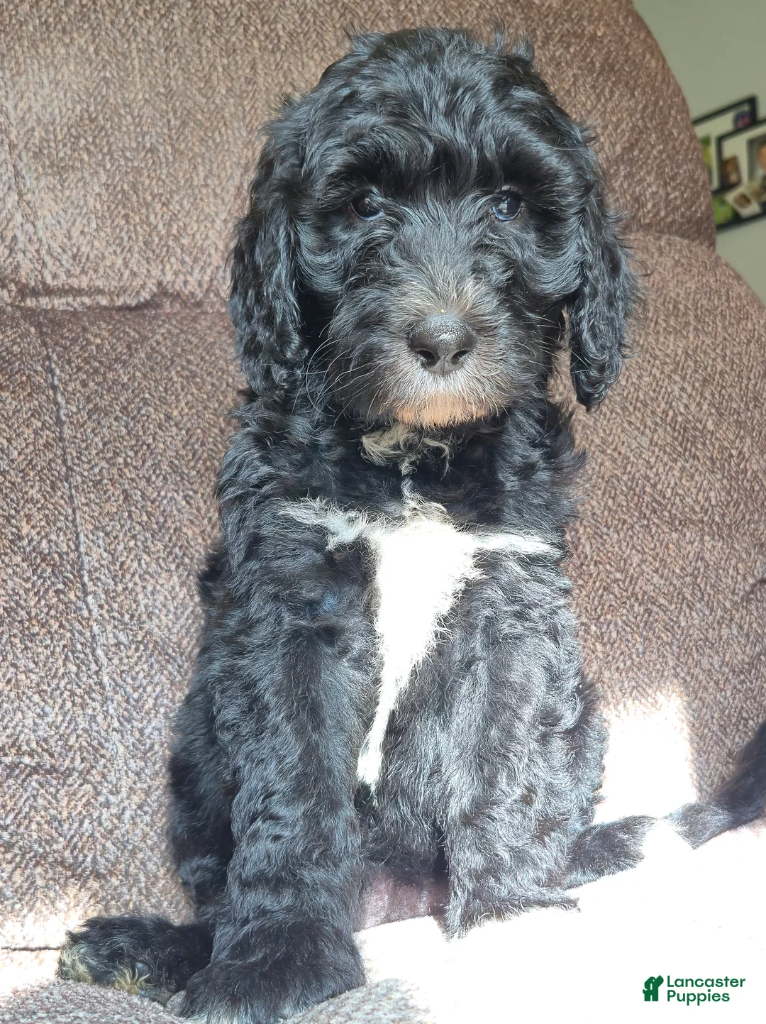 Mini Sheepadoodle dogs for sale: Ripley  - Ad 2