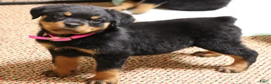 Rottweiler Female