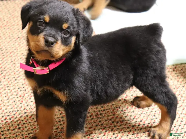 Rottweiler dogs Rottweiler Female - Ad 3