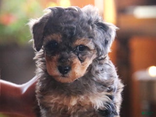 Toy Poodle dogs - Ad 29