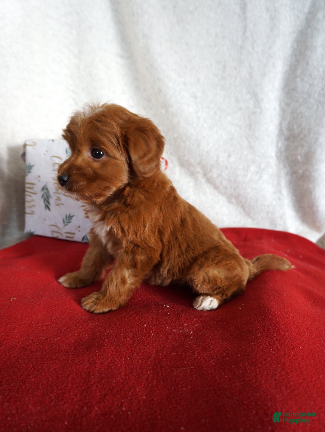 Goldendoodle dogs for sale: Sugar - Ad 5