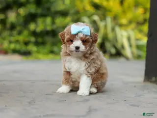 Cavapoo dogs for sale: Dolly - Ad 2