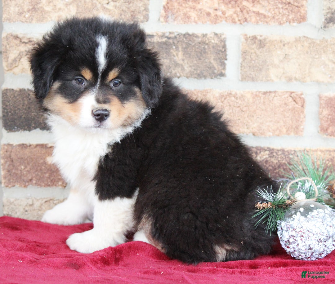 Miniature Australian Shepherd dogs for sale: Maverick - Ad 7