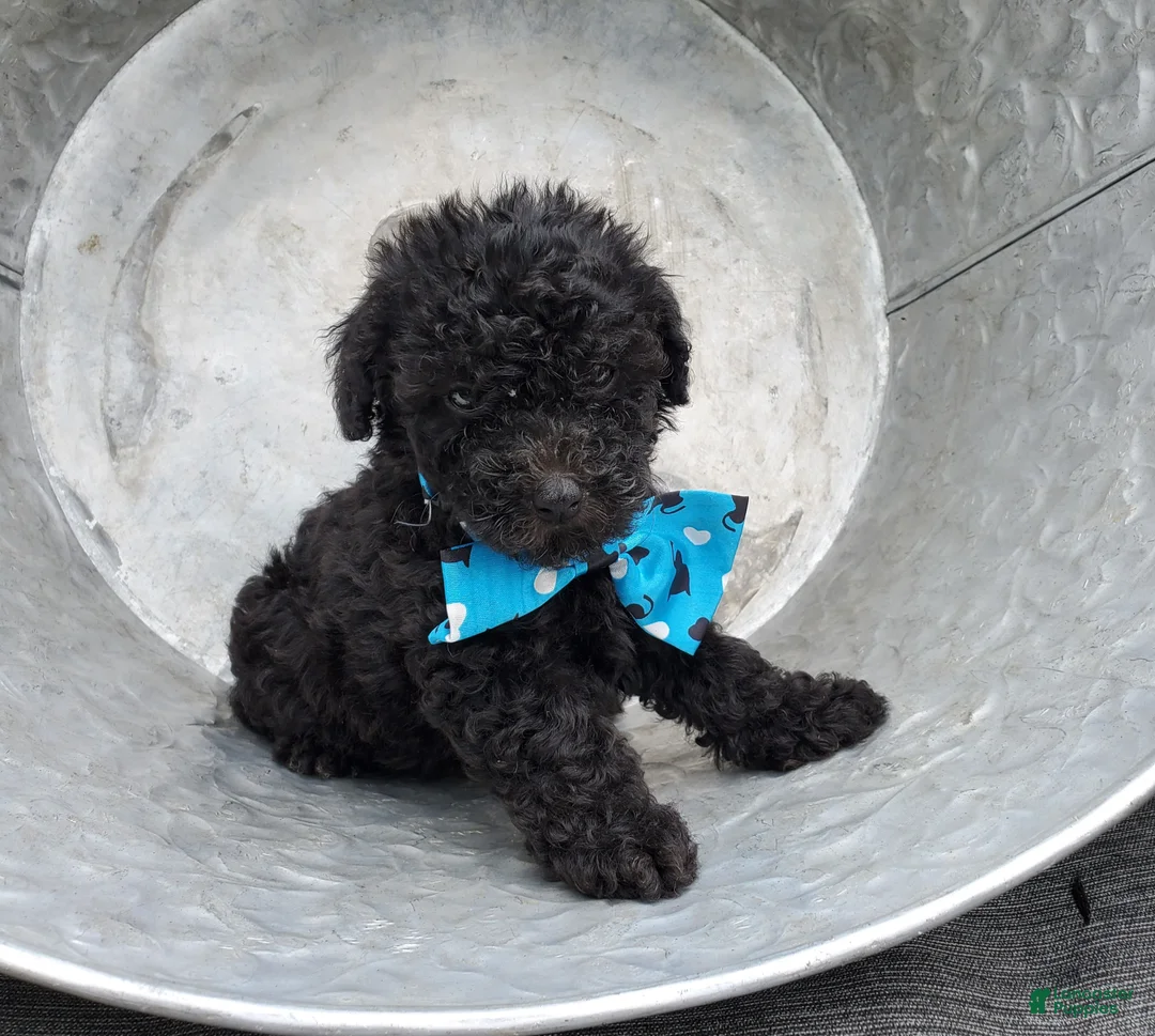 Toy Poodle dogs for sale: Blackie - Ad 2