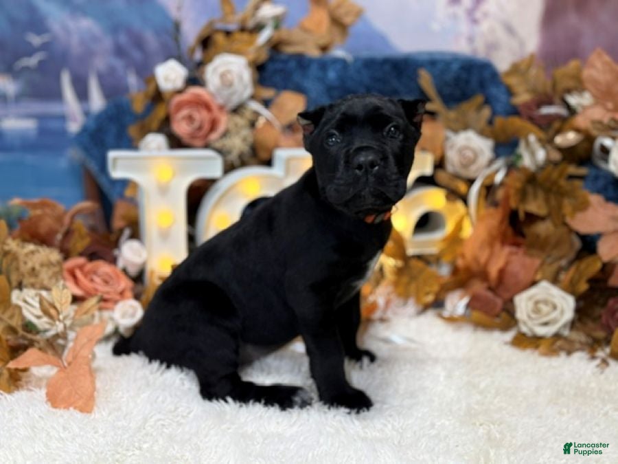 Cane Corso dogs Olive - Ad 2