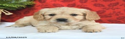 Miniature Golden Retriever dogs for sale: Faith - Ad 4