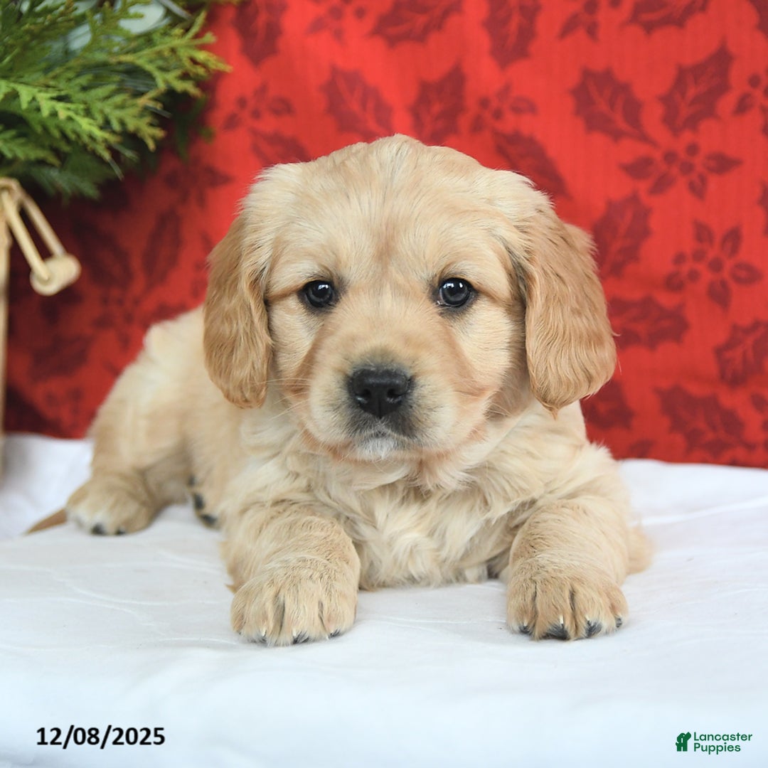 Miniature Golden Retriever dogs for sale: Faith - Ad 4