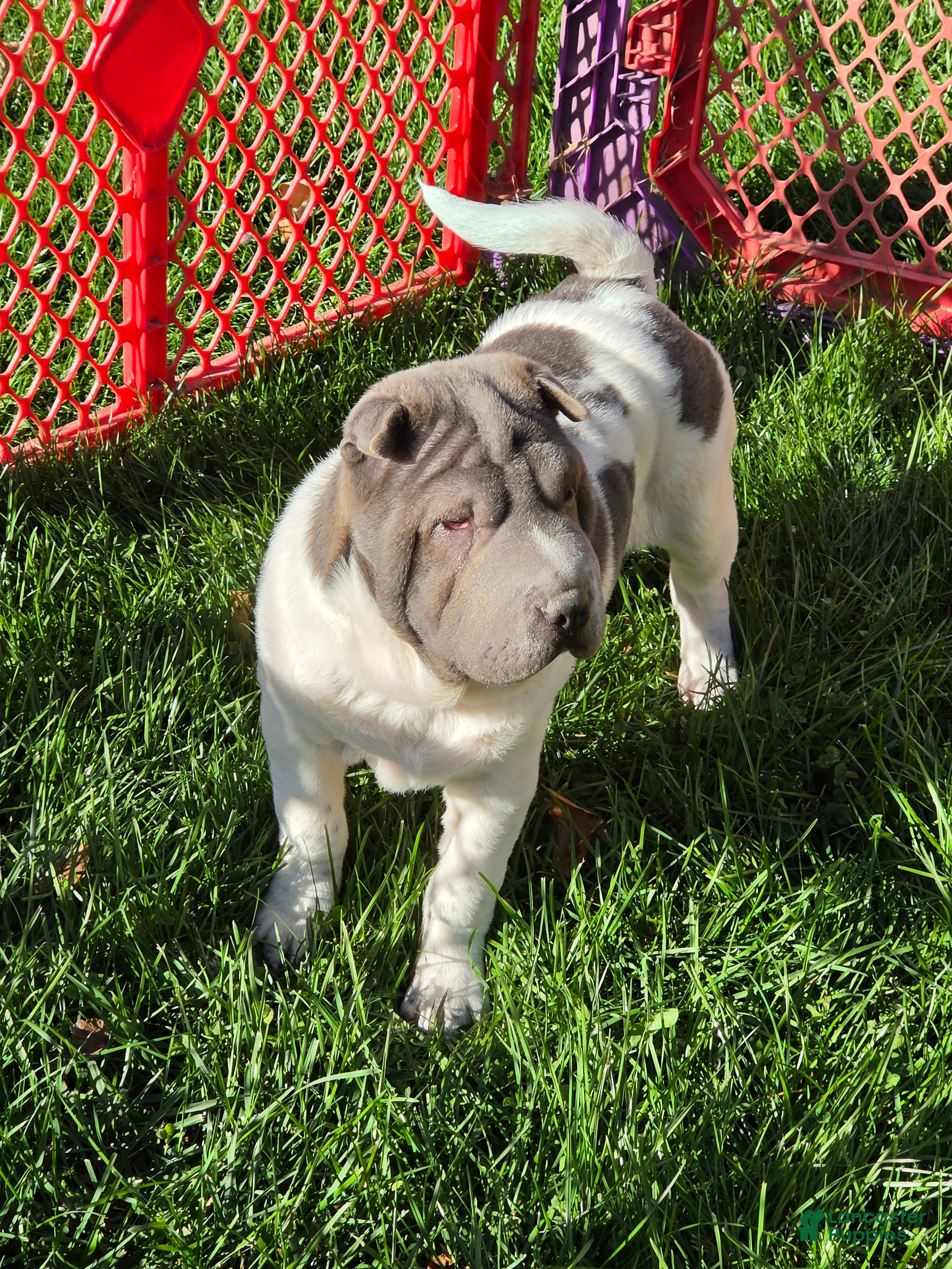 Shar Pei dogs for sale: Bluebelle - Ad 2