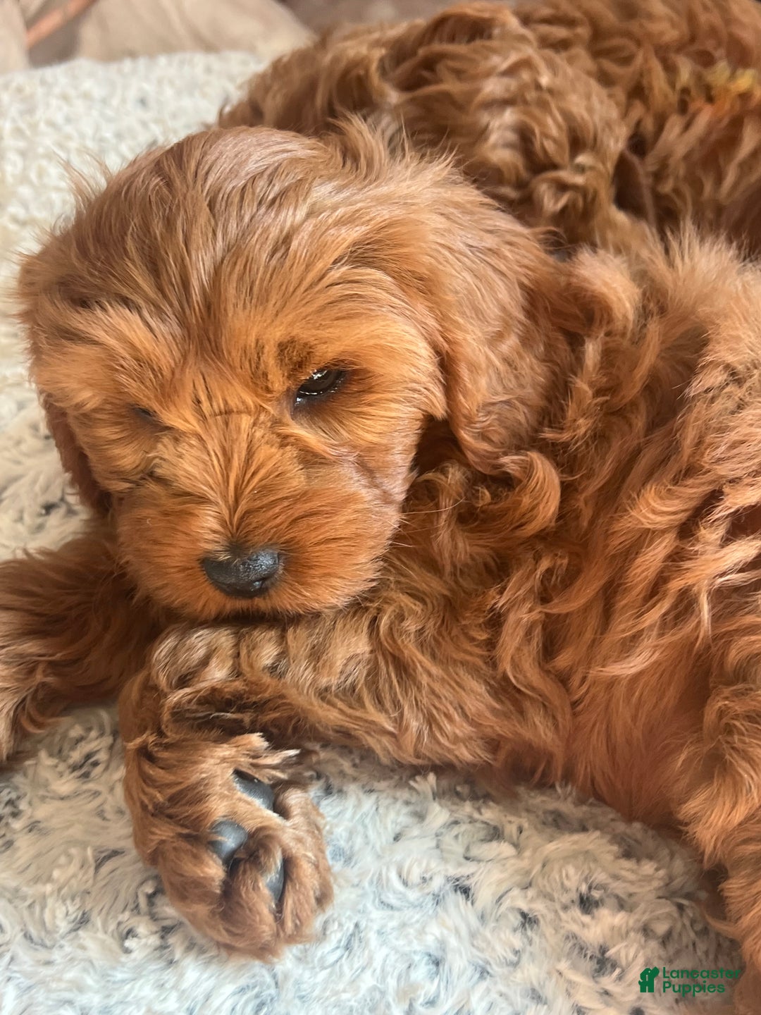 Cavapoo dogs for sale: Tulip - still available  - Ad 1