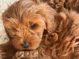 Cavapoo dogs for sale: Tulip - still available - Ad 1