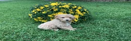 Mini Goldendoodle dogs for sale: Rex - Ad 6