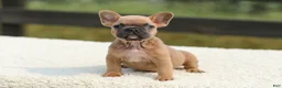 French Bulldog dogs for sale: Ian - Ad 7