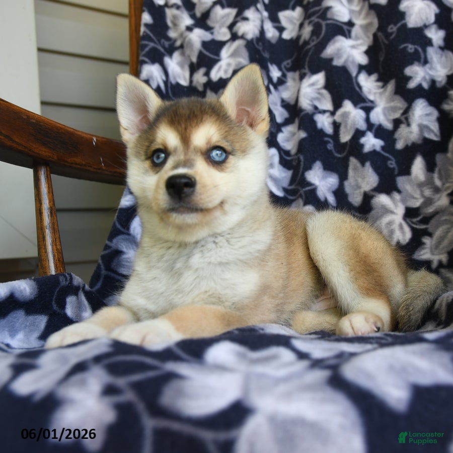 Alaskan Klee Kai dogs Mikki - Ad 2
