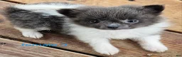 Pomeranian dogs for sale: Liberty  - Ad 4