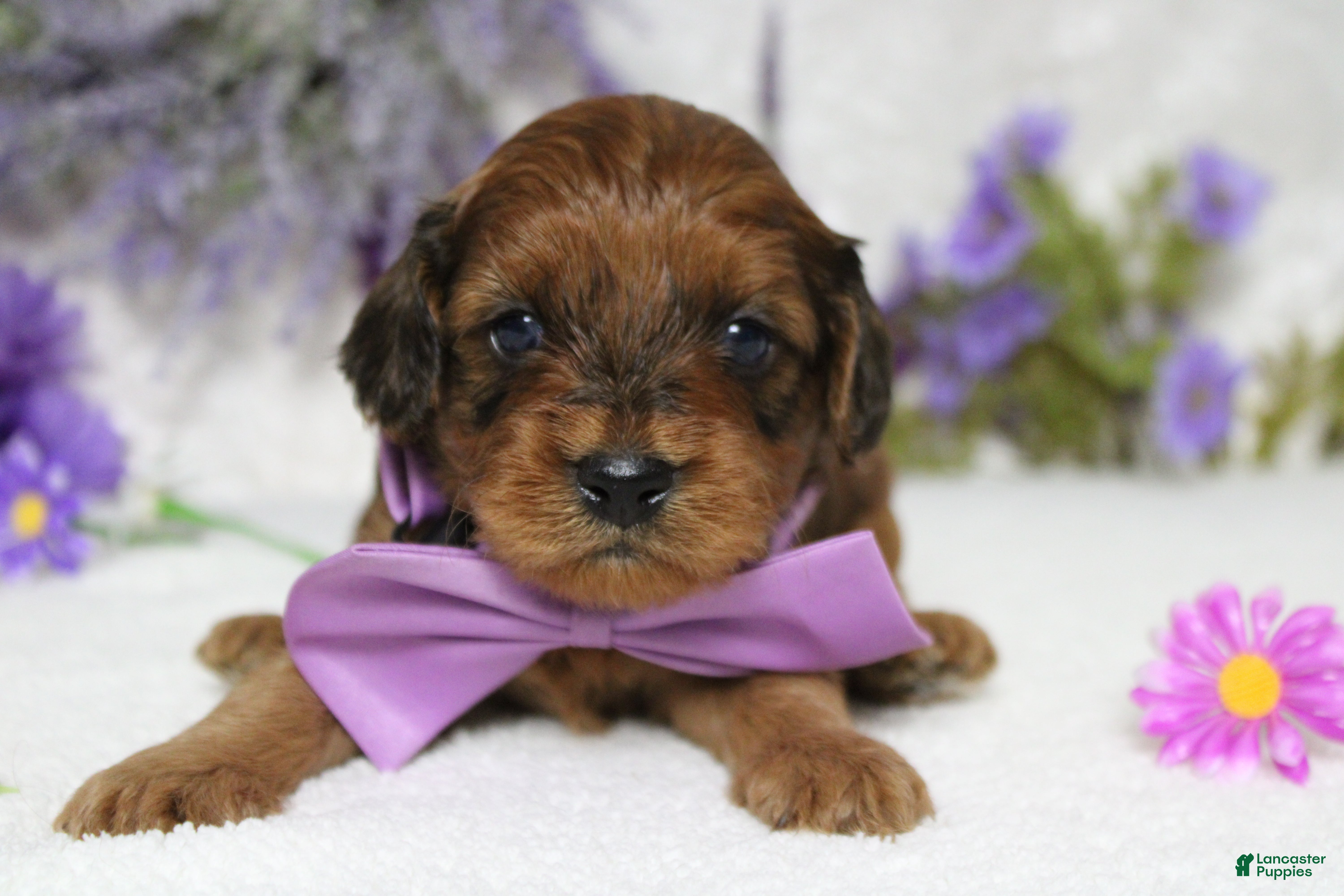 Cavapoo dogs Lee - Ad 22
